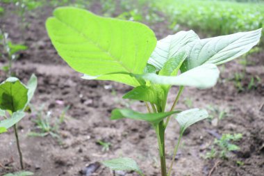 yeşil renkli ıspanak çiftliği hasat ve yemek için