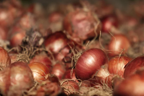 Zdravé Kořeněné Cibule Skladem Obchod — Stock fotografie