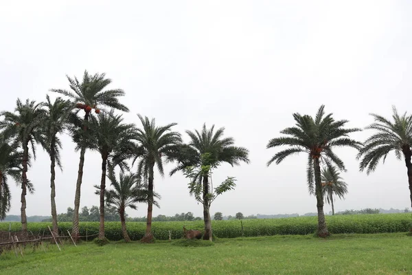Финиковые Пальмы Ферме Сбора Урожая — стоковое фото