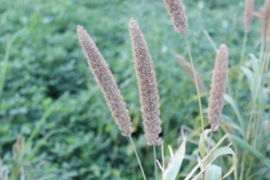 Beyaz renkli çimen çiçeği doğayla iç içe.