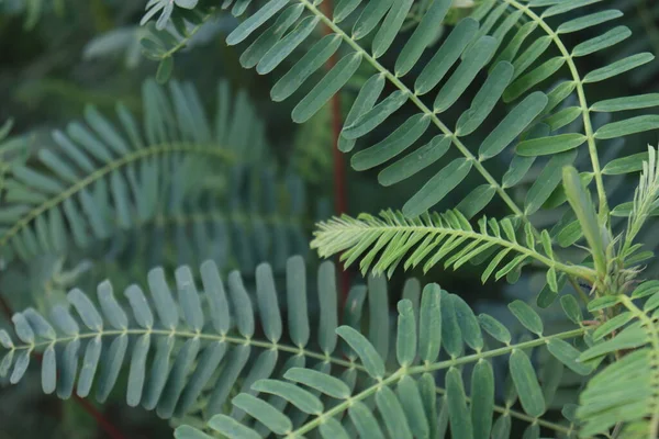 yeşil renkli dhaincha ağacı hasat için tarlada.