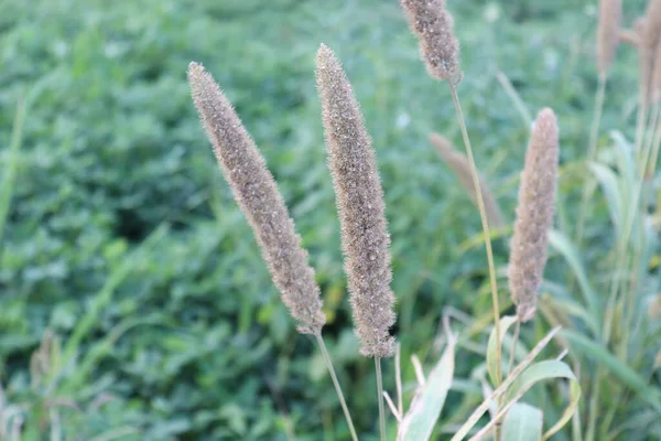 Beyaz renkli çimen çiçeği doğayla iç içe.