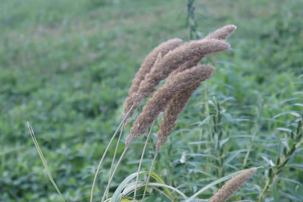 Beyaz renkli çimen çiçeği doğayla iç içe.