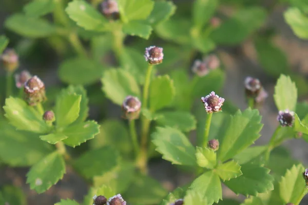 Herbe Couleur Blanche Fleur Sur Terrain Avec Nature — Photo