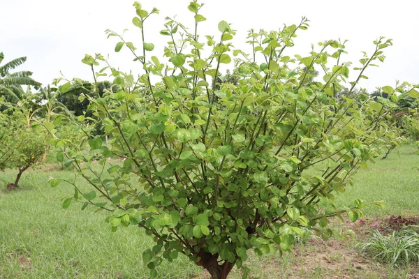 Groen Gekleurde Jujube Boom Boerderij Voor Oogst Het Veld — Stockfoto