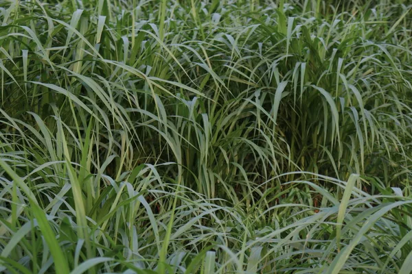 green colored grass farm on field for cow eat and harvest