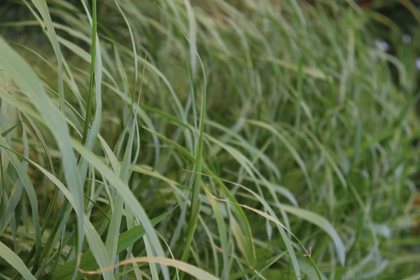 Warna Hijau Pertanian Rumput Lapangan Untuk Sapi Makan Dan Panen — Stok Foto