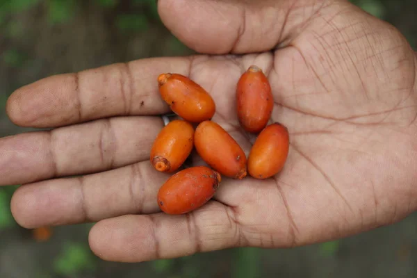 Νόστιμο Και Υγιεινό Κόκκινο Χρώμα Bangladeshi Ημερομηνίες Απόθεμα Στο Χέρι — Φωτογραφία Αρχείου