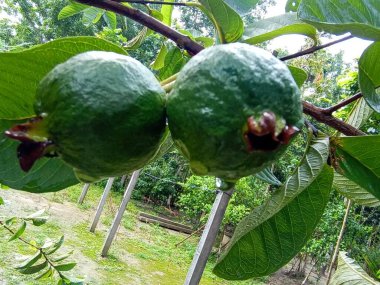 yeşil renkli guava çiftlikteki ağaçta hasat ve yemek için