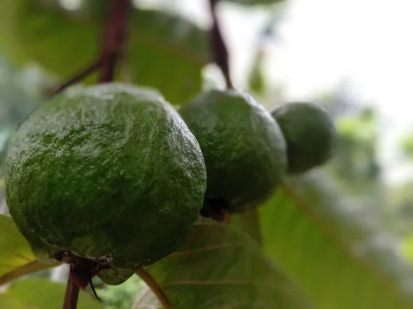 Zielone Kolorowe Guawa Drzewie Gospodarstwie Zbiory Jeść — Zdjęcie stockowe