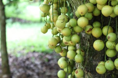 Ağaç ve Hasat İçin Lezzetli Baccaurea motleyana
