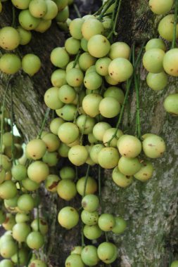 Ağaç ve Hasat İçin Lezzetli Baccaurea motleyana