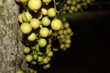 Ağaç ve Hasat İçin Lezzetli Baccaurea motleyana