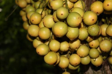 Ağaç ve Hasat İçin Lezzetli Baccaurea motleyana
