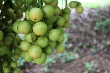 Ağaç ve Hasat İçin Lezzetli Baccaurea motleyana