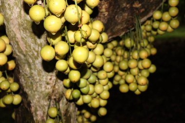 Ağaç ve Hasat İçin Lezzetli Baccaurea motleyana