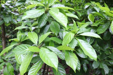 Baccaurea motleyana Ağaç Çiftliği Hasat ve Satış İçin