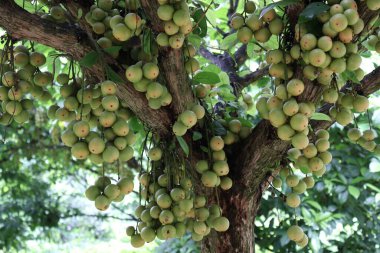 Ağaç ve Hasat İçin Lezzetli Baccaurea motleyana