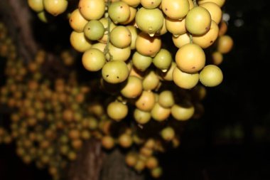 Ağaç ve Hasat İçin Lezzetli Baccaurea motleyana