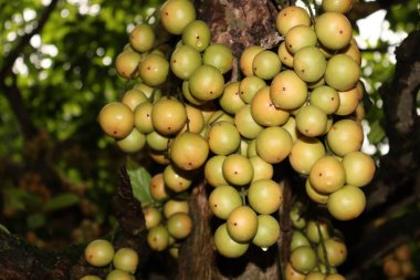 Ağaç ve Hasat İçin Lezzetli Baccaurea motleyana
