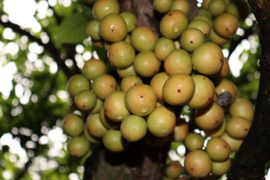 Ağaç ve Hasat İçin Lezzetli Baccaurea motleyana