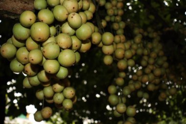Ağaç ve Hasat İçin Lezzetli Baccaurea motleyana