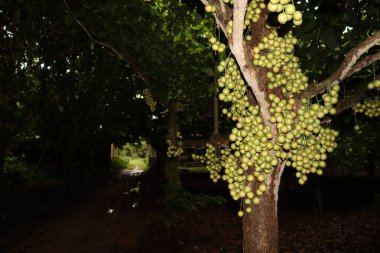 Ağaç ve Hasat İçin Lezzetli Baccaurea motleyana