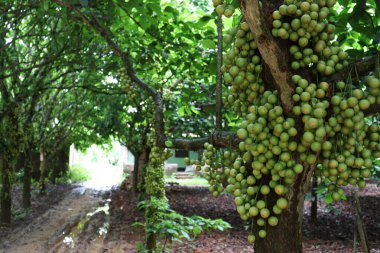 Ağaç ve Hasat İçin Lezzetli Baccaurea motleyana