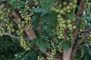 Ağaç ve Hasat İçin Lezzetli Baccaurea motleyana