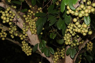 Ağaç ve Hasat İçin Lezzetli Baccaurea motleyana