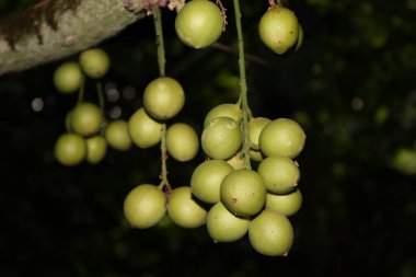 Ağaç ve Hasat İçin Lezzetli Baccaurea motleyana