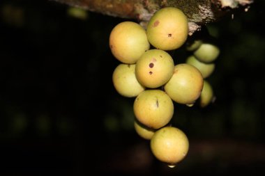 Ağaç ve Hasat İçin Lezzetli Baccaurea motleyana