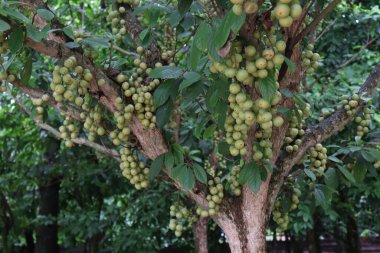 Ağaç ve Hasat İçin Lezzetli Baccaurea motleyana