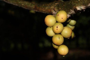 Ağaç ve Hasat İçin Lezzetli Baccaurea motleyana