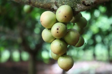 Ağaç ve Hasat İçin Lezzetli Baccaurea motleyana