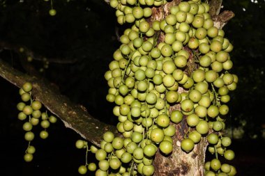 Ağaç ve Hasat İçin Lezzetli Baccaurea motleyana