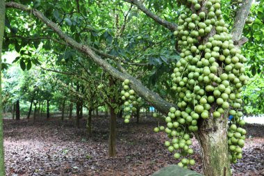 Ağaç ve Hasat İçin Lezzetli Baccaurea motleyana