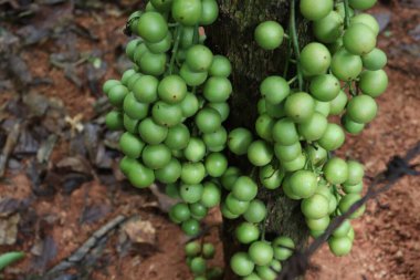 Ağaç ve Hasat İçin Lezzetli Baccaurea motleyana
