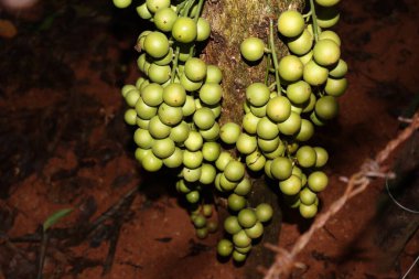 Ağaç ve Hasat İçin Lezzetli Baccaurea motleyana