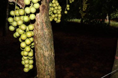 Ağaç ve Hasat İçin Lezzetli Baccaurea motleyana
