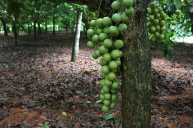 Ağaç ve Hasat İçin Lezzetli Baccaurea motleyana