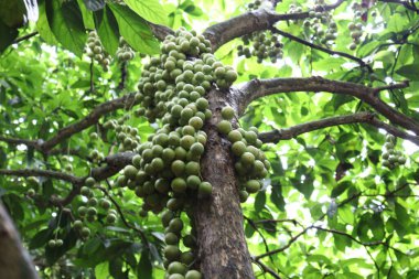 Ağaç ve Hasat İçin Lezzetli Baccaurea motleyana