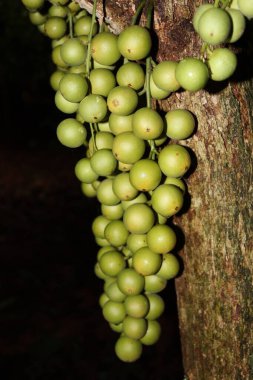 Ağaç ve Hasat İçin Lezzetli Baccaurea motleyana