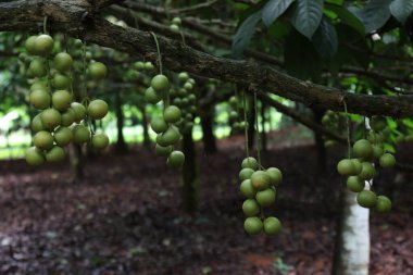 Ağaç ve Hasat İçin Lezzetli Baccaurea motleyana