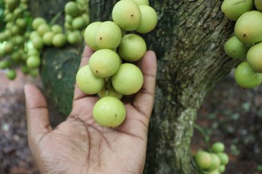 Ağaç ve Hasat İçin Lezzetli Baccaurea motleyana