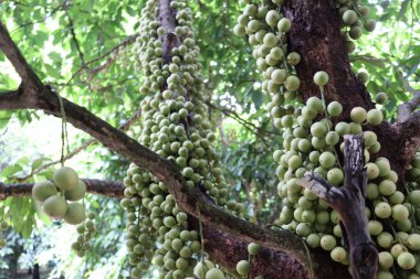 Ağaç ve Hasat İçin Lezzetli Baccaurea motleyana