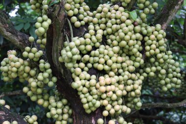 Ağaç ve Hasat İçin Lezzetli Baccaurea motleyana