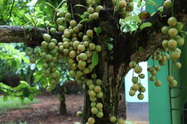Ağaç ve Hasat İçin Lezzetli Baccaurea motleyana