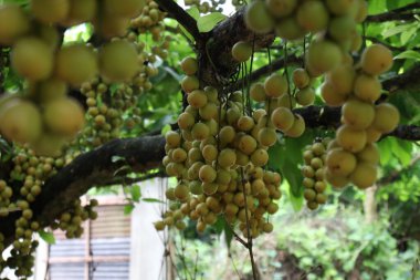 Ağaç ve Hasat İçin Lezzetli Baccaurea motleyana