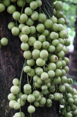 Ağaç ve Hasat İçin Lezzetli Baccaurea motleyana